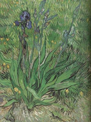 The Iris (nn04), Vincent Van Gogh